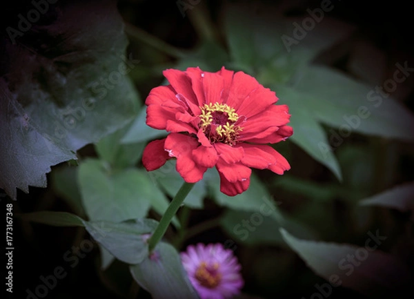 Fototapeta  Beautiful autumn red flower