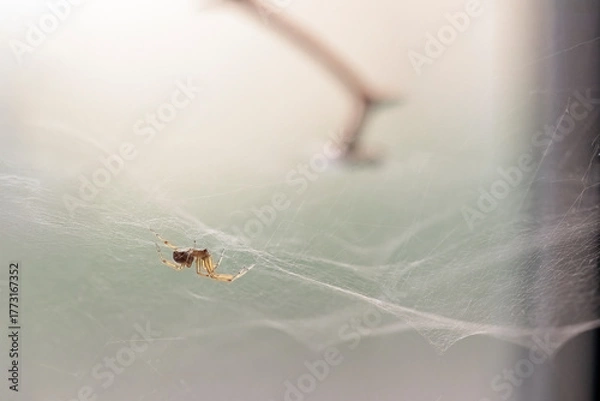 Fototapeta Soft backlit small spider in his web