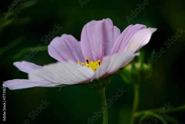 Fototapeta Autum pink flower stamens macro