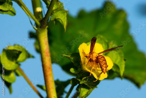 Obraz Colorful Hornet Collecting Nectar from Yellow Flower in Natural Sunlight