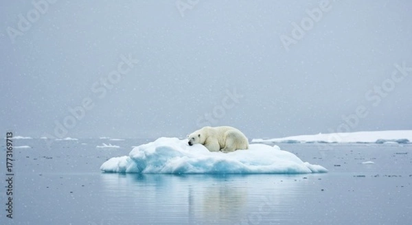 Fototapeta Poignant Image: Polar Bear Resting Alone on a Small Iceberg in the Arctic Ocean