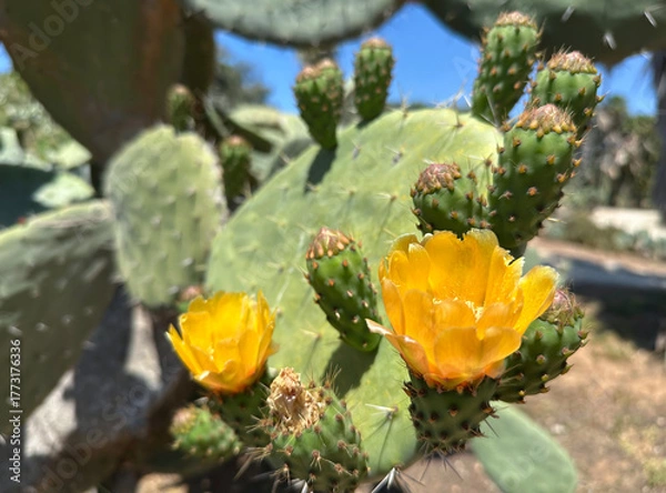 Fototapeta Blossom prickly pear cactus (lat.- Opuntia)