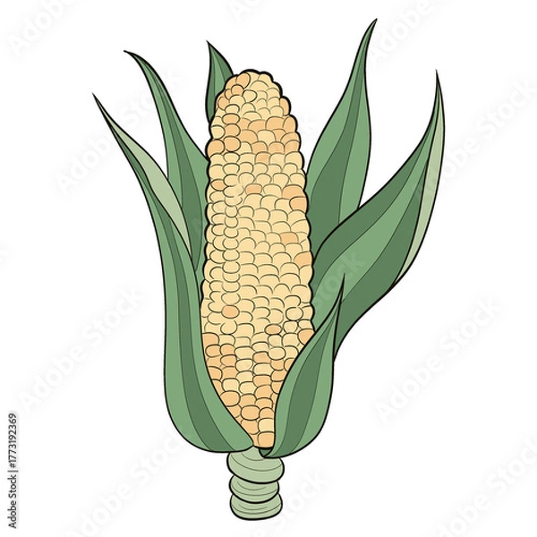 Fototapeta A corn illustration