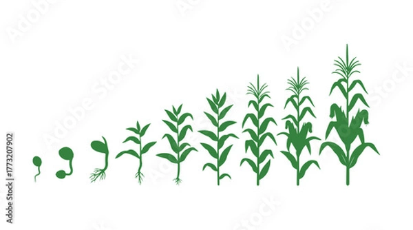 Fototapeta The corn (maize) plant's life cycle. It develops through different growth stages, starting from a seed and moving to flowering and fruiting, isolated on a white background.
