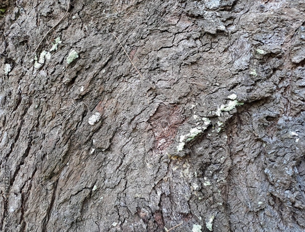 Obraz bark of a tree close up	
