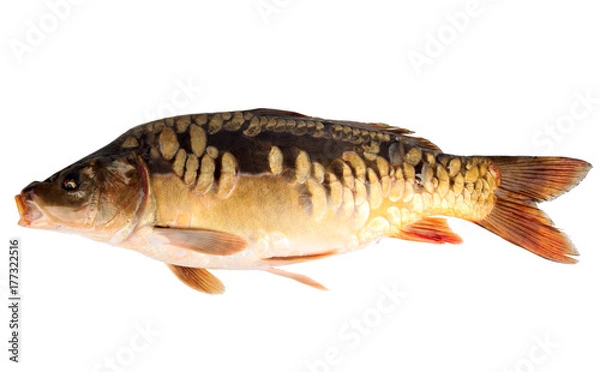Fototapeta mirror carp or common carp