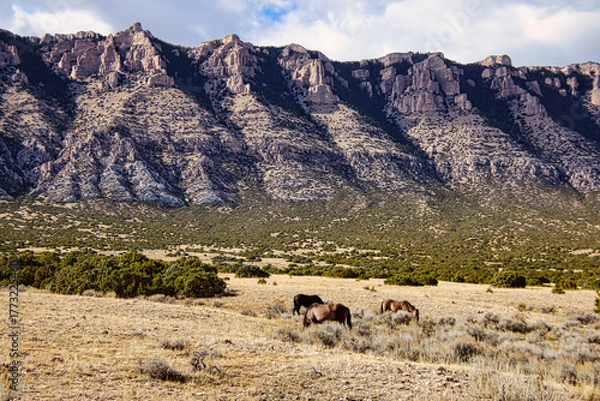 Fototapeta Small Herd of Three Mustangs below the Pryor Mountains, Pryor Mountain Wild Horse Range in Bighorn Canyon National Recreation Area in Montana.