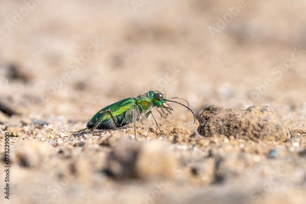 Fototapeta Close up of a tiger beetle near Parlier, in central California.