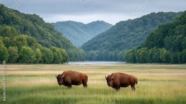 Obraz Two Bison Grazing in a Lush Green Valley with a Calm Lake and Misty Mountains Under a Cloudy Sky
