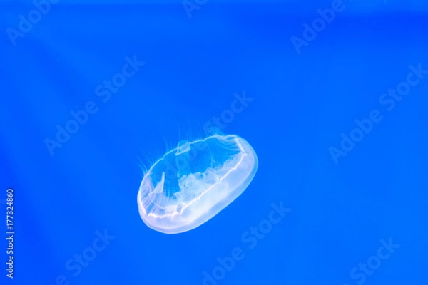 Fototapeta Медуза