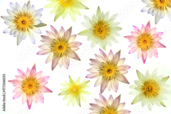 Obraz Beautiful lotus flowers on a white background