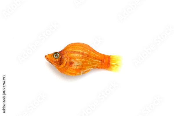 Obraz Dead orange fish on a white background