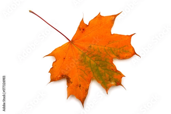 Fototapeta Autumn leaf maple isolated on white background. Falling foliage. Flat lay, top view, creative concept