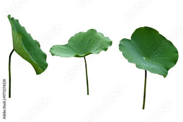 Fototapeta Close-up isolated image of 3 lotus leaves at different angles on a transparent background png file.