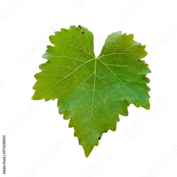 Obraz Single Green Grape Leaf Isolated on White Background