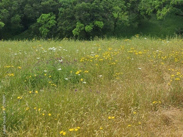 Fototapeta Yarrow and Dandelion flowers in bloom over the East Bay hills