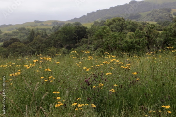 Obraz Dandelions bloom in the hills during the spring at Northern California