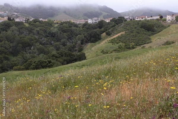 Obraz Dandelion wildflowers on a cloudy spring morning at Bishop Ranch Open Space, San Ramon, California