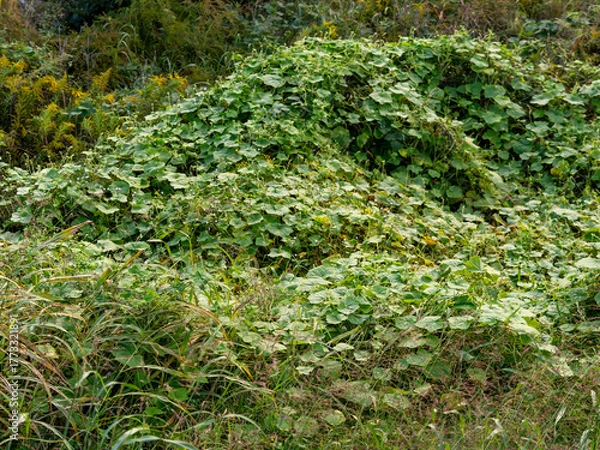 Fototapeta 猪名川の河川敷を覆うアレチウリ