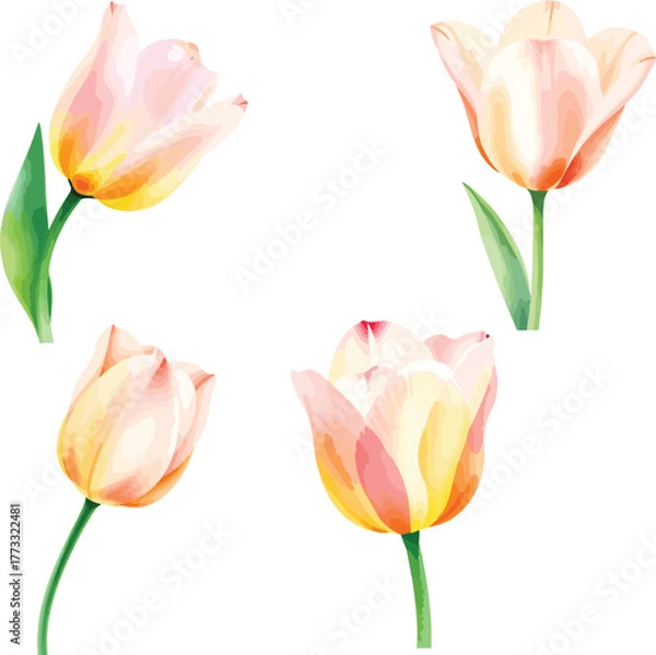 Fototapeta beautiful set Watercolor tulip flower on vector illustration