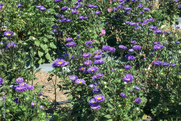Obraz purple flower aster in the garden