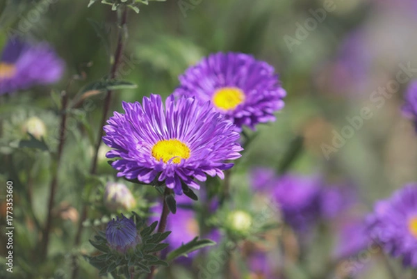 Obraz purple flower aster in the garden