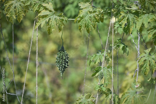 Obraz small bitter gourd or bitter melon,momordica charantia on vine plant also known as dwarf variety bitter gourd	
