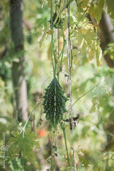 Fototapeta small bitter gourd or bitter melon,momordica charantia on vine plant also known as dwarf variety bitter gourd	
