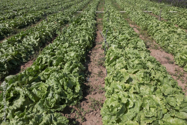 Obraz rows of cabbage in garden
