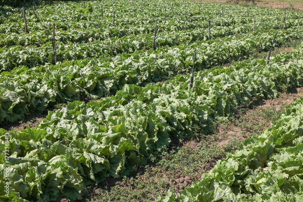 Obraz rows of cabbage in garden