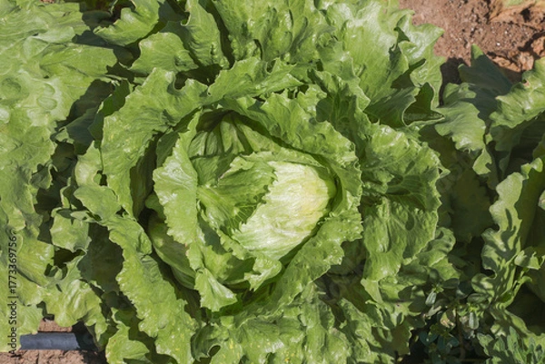 Obraz cabbage growing in the garden