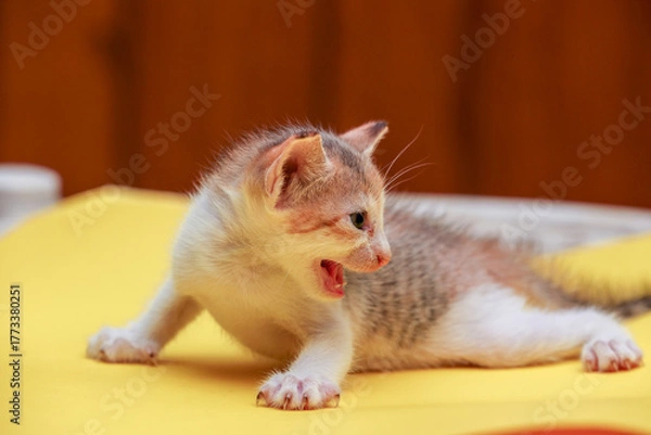 Obraz little kitten posing to camera