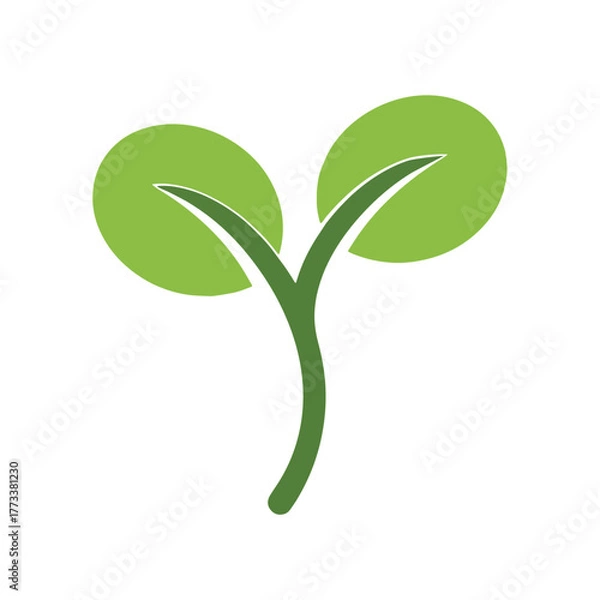 Fototapeta Simple green sprout with two leaves on white background seedling plant