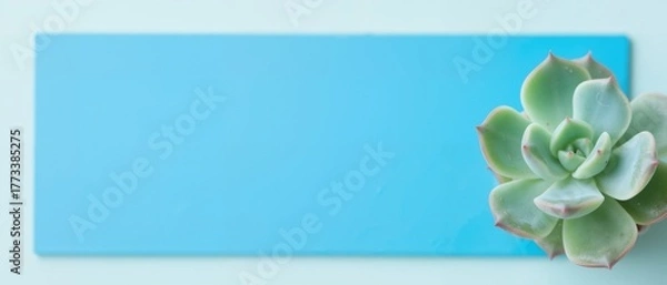 Obraz A succulent plant placed on a light blue rectangular surface with ample copy space.