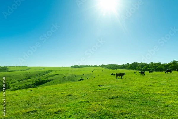 Fototapeta Grassland