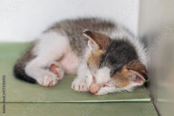 Obraz Cute kitten sleeping in bed