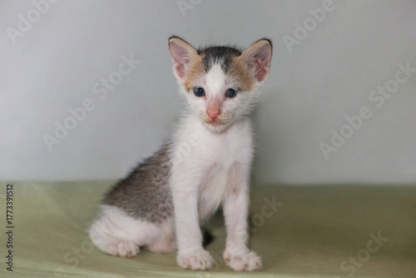 Obraz Little kitten posing to camera