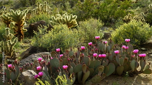 Obraz Flowering Cacti