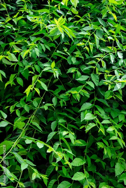 Fototapeta Close-up of green tree branches and leaves