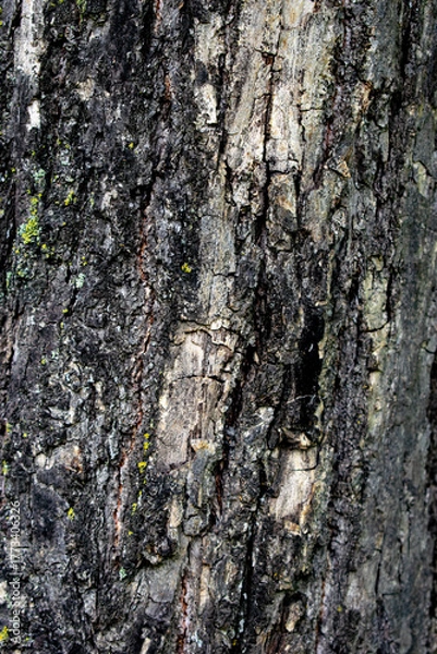 Fototapeta Close-up of the bark of a large tree