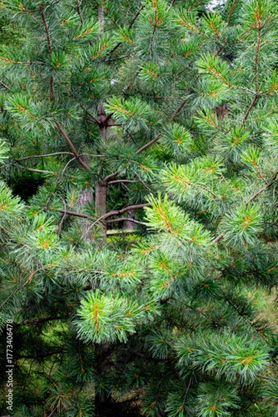 Fototapeta A close-up of a fragment of a coniferous tree and its branches