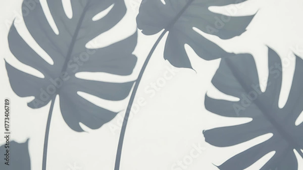 Fototapeta Silhouetted tropical monstera leaves casting shadows on a light, neutral background