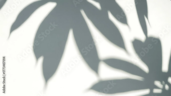 Obraz Shadows of large leaves cast on a lightcolored wall