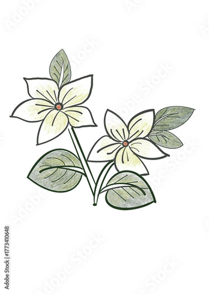 Obraz hand drawn white flowers and green leaves illustration in simple sketch on transparent background png file type 