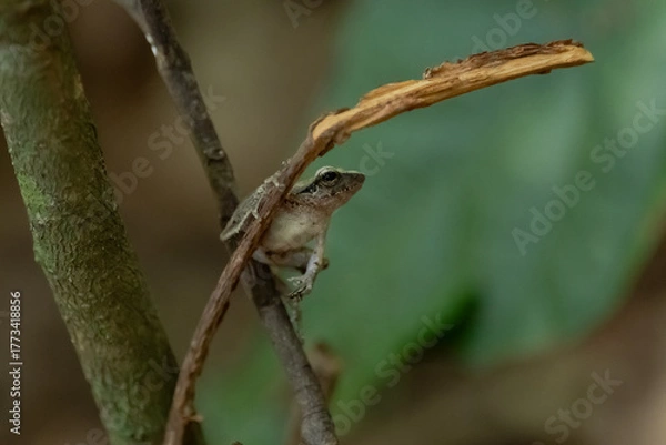 Fototapeta Tree Frog, Common tree frog Polypedates 