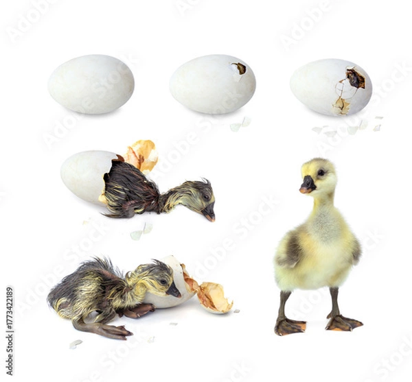Fototapeta Hatching Process of Newborn Shi Tou grey Goose. Gosling that has hatched completely from egg isolated on white background.