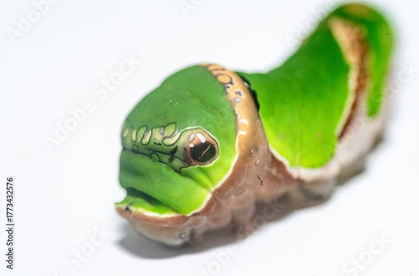 Obraz 揚羽蝶の幼虫