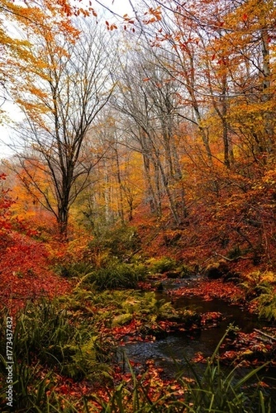 Fototapeta Golden light bathes the colorful autumn forest landscape, highlighting the vibrant yellow and orange foliage along a wood path