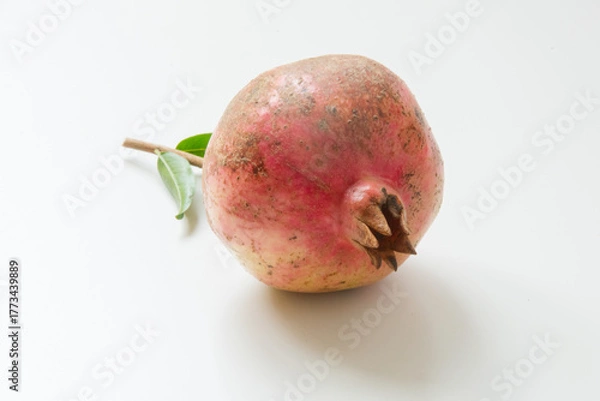 Obraz 柘榴の実　白背景