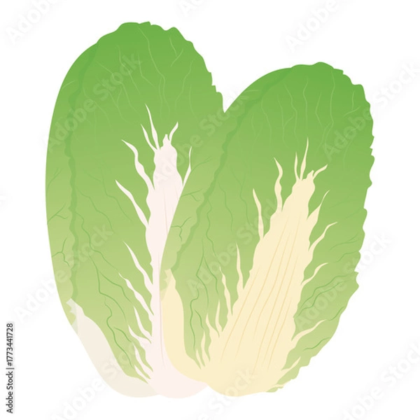 Obraz 白菜のベクターアイコン、葉物野菜のイラスト素材